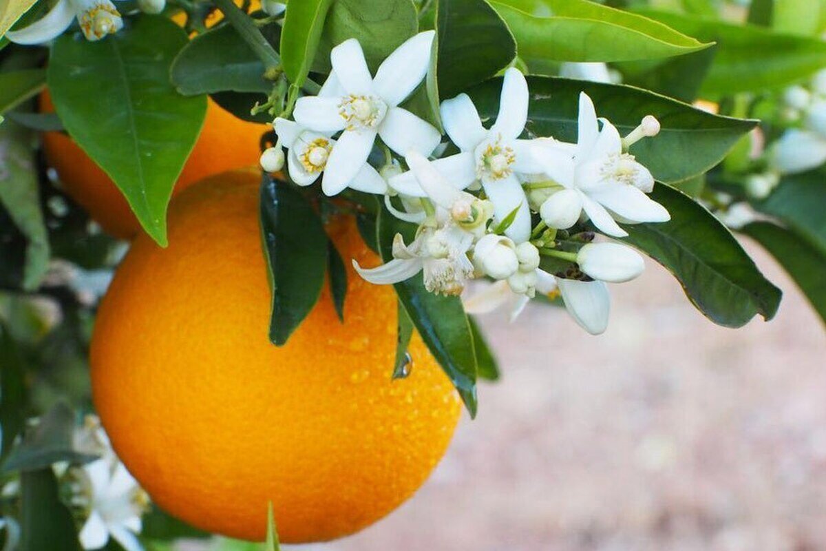 خواص و موارد مصرفی پوست پرتقال/ دیگه دور نریزید!