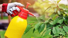 یک آفت‌کش رایج در دوران بارداری بر آینده کودک هم تاثیر دارد!