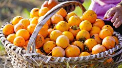 یک متخصص تغذیه میزان مجاز مصرف خرمالو در روز را اعلام کرده است.