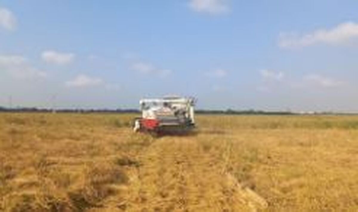 ۸۵ درصد از مزارع کشت مجدد برنج در بابل برداشت شد