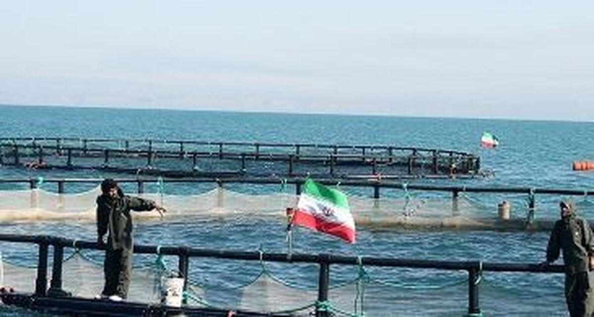 ذخیره سازی ۴۵۰ هزار قطعه ماهی دربندر کنگان/ احتمال برداشت بیش از ۲۷۰ تن ماهی