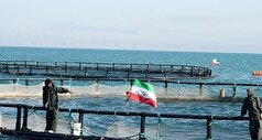 ذخیره سازی ۴۵۰ هزار قطعه ماهی دربندر کنگان/ احتمال برداشت بیش از ۲۷۰ تن ماهی