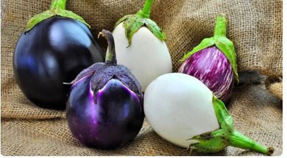 بادمجان یک گنج خوراکی، غنی از ویتامین‌ها و آنتی اکسیدان‌ها!