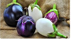 بادمجان یک گنج خوراکی، غنی از ویتامین‌ها و آنتی اکسیدان‌ها!