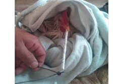 واکنش مرغداران گوشتی به ادعای مرغ تریاکی