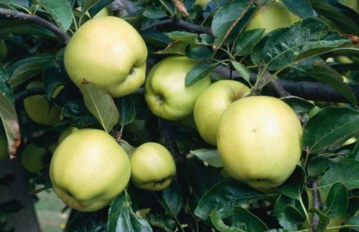 فواید سیب از زبان یک متخصص تغذیه/راهی ساده برای رسیدن به سلامتی فواید سیب از زبان یک متخصص تغذیه/راهی ساده برای رسیدن به سلامتی