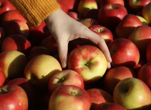 فواید سیب از زبان یک متخصص تغذیه/راهی ساده برای رسیدن به سلامتی فواید سیب از زبان یک متخصص تغذیه/راهی ساده برای رسیدن به سلامتی