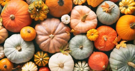 کدوتنبل، نویدبخش سلامتی/با خواص این میوه بیشتر آشنا شوید! کدوتنبل، نویدبخش سلامتی/با خواص این میوه بیشتر آشنا شوید!