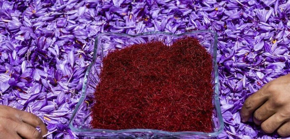 کاهش چشمگیر صادرات زعفران در سال جاری