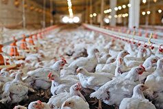 جوجه‌ریزی مرغ گوشتی در خراسان رضوی از ۷۹ میلیون قطعه گذشت