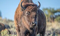 راز دوام آوردن پستانداران بزرگ در گرمای تابستان