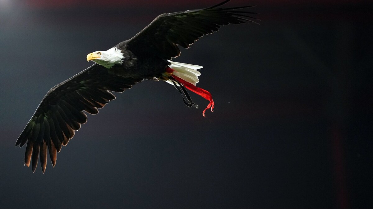 دی مارتزیو: روی کاستا دوباره به عنوان رئیس بنفیکا انتخاب شد