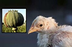 واکنش اتحادیه سراسری مرغداران گوشتی ایران در پی اخبار تریاکی شدن مرغان!