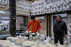 برنج ۵۰ هزار تومانی وارد بازار شد