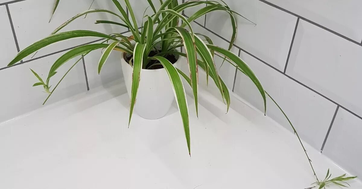 با انتخاب بهترین گیاهان به حمام خود جلوه ببخشید! با انتخاب بهترین گیاهان به حمام خود جلوه ببخشید!