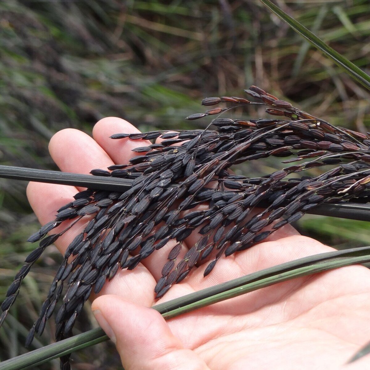 بررسی ارزش غذایی برنج سیاه!