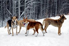 دانشمندان کشف کرده‌اند که چگونه تکامل بر سگ‌های چرنوبیل تأثیر گذاشته است