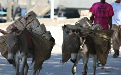 الاغ‌ها نقشی فرای باربری ایفا میکنند!