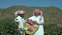 ماجرای خبر «ثبت گل محمدی به‌نام عربستان» چیست؟