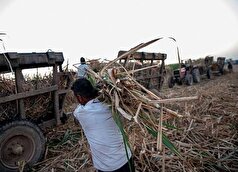 پسماند نیشکر به انرژی پاک تبدیل خواهد شد!