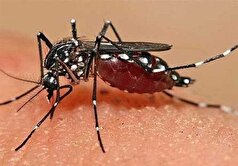 افزایش مبتلایان به تب دنگی در هرمزگان به ۱۶۸ نفر