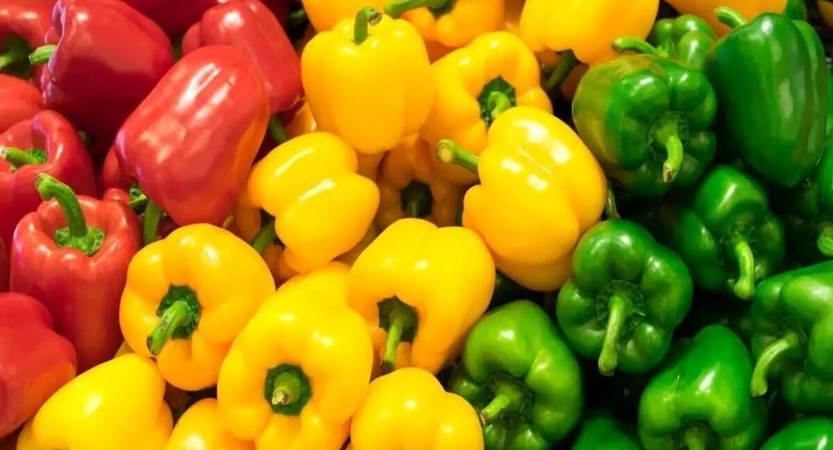 خواص فلفل دلمه با رنگ‌های مختلف
