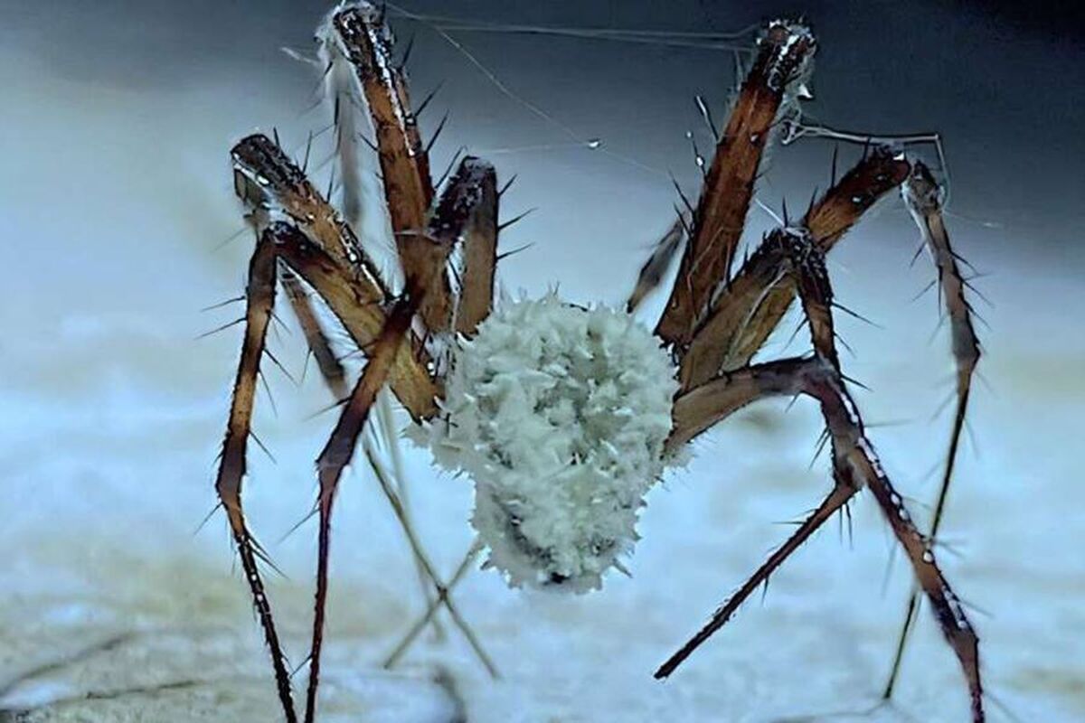 آمریکا نسبت به یک قارچ خطرناک که جهان را تهدید می‌کند، هشدار داده است