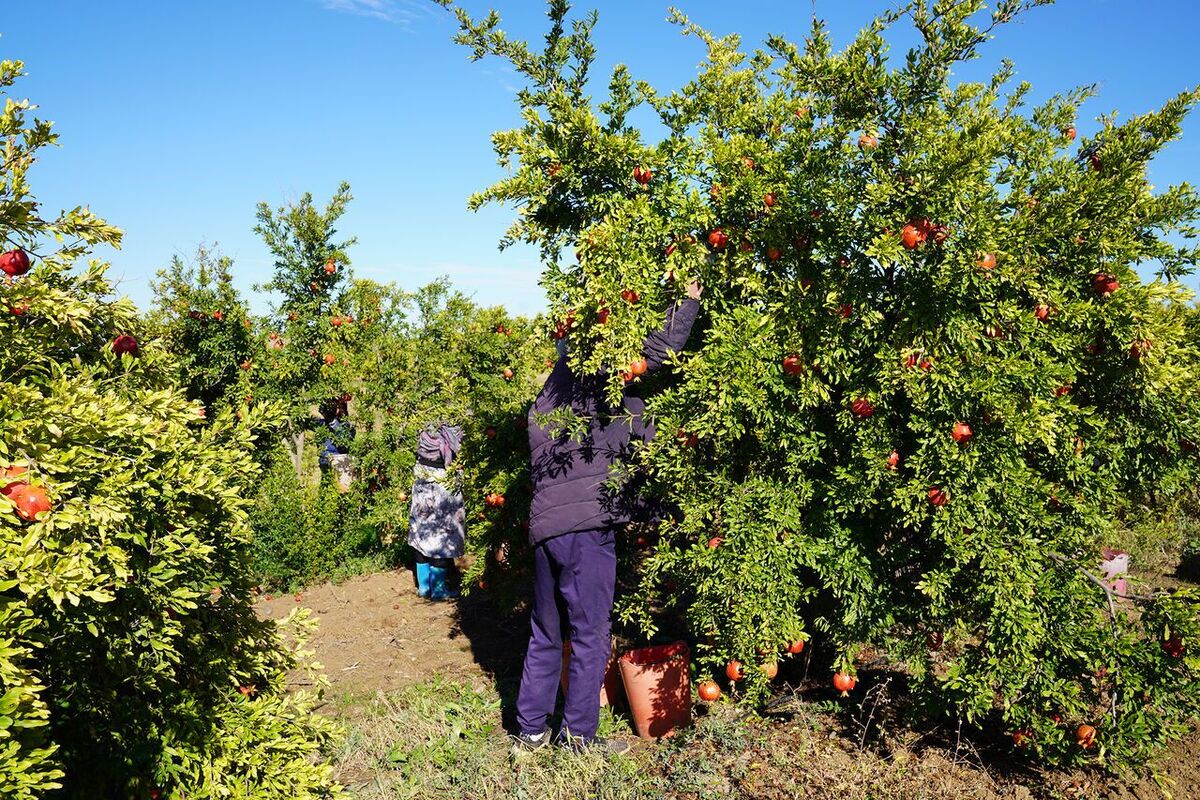 برداشت انار از ۱۱۰۰ هکتار باغ‌های بجستان خراسان رضوی آغاز شد
