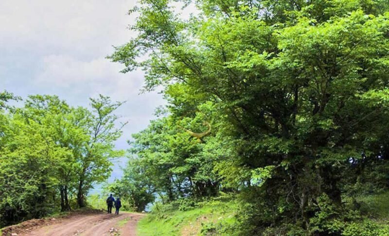 چرا جنگل نقلهبر یک لوکیشن مناسب برای سفرهای پاییزی است؟ چرا جنگل نقلهبر یک لوکیشن مناسب برای سفرهای پاییزی است؟