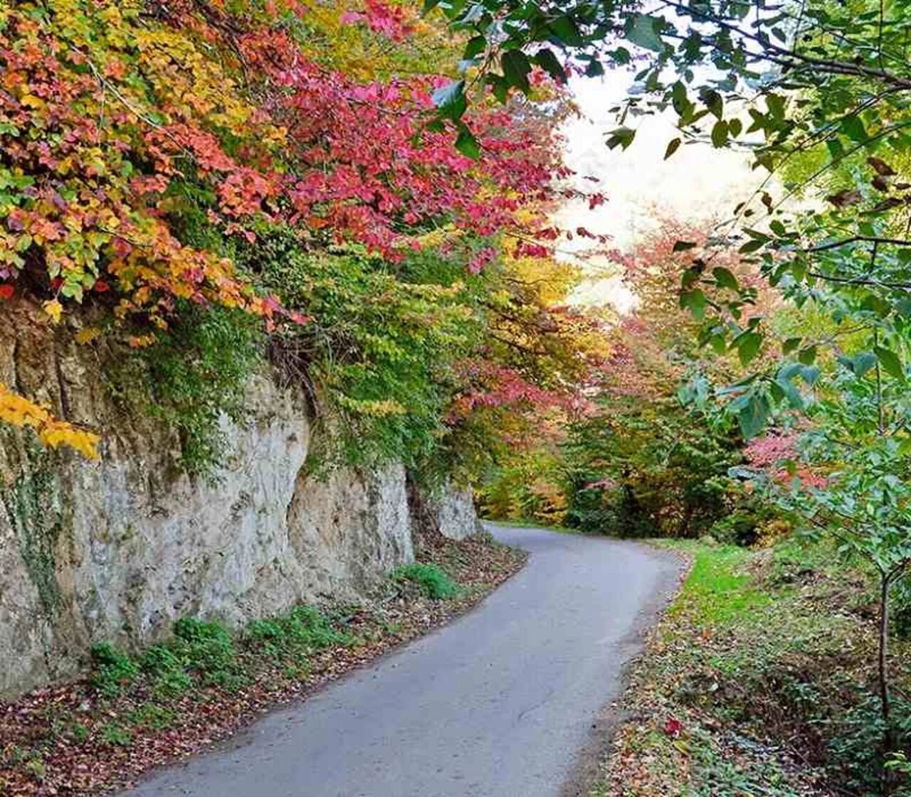 چرا جنگل نقلهبر یک لوکیشن مناسب برای سفرهای پاییزی است؟ چرا جنگل نقلهبر یک لوکیشن مناسب برای سفرهای پاییزی است؟