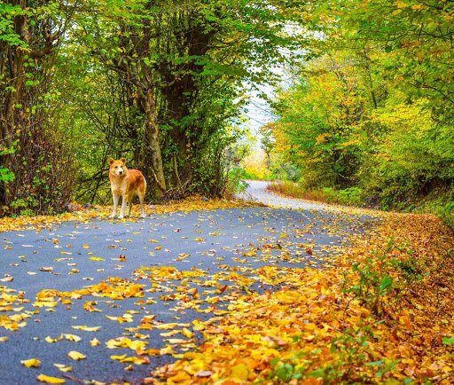 چرا جنگل نقلهبر یک لوکیشن مناسب برای سفرهای پاییزی است؟ چرا جنگل نقلهبر یک لوکیشن مناسب برای سفرهای پاییزی است؟