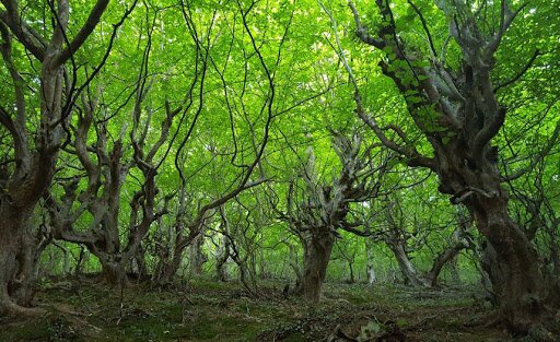 چرا جنگل نقلهبر یک لوکیشن مناسب برای سفرهای پاییزی است؟ چرا جنگل نقلهبر یک لوکیشن مناسب برای سفرهای پاییزی است؟