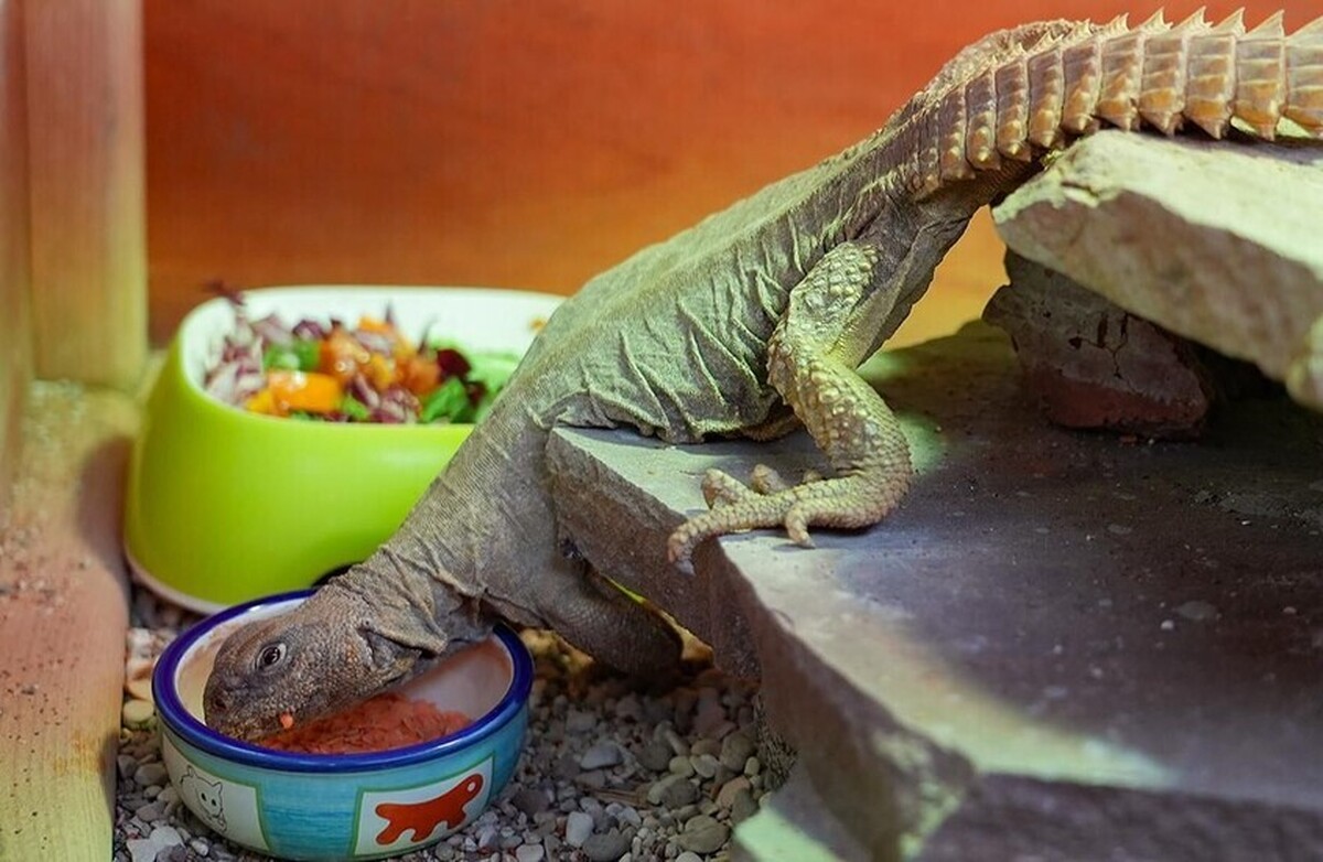 یک جفت گکوی مصری خاردار در باغ وحش مسکو مستقر شده‌اند