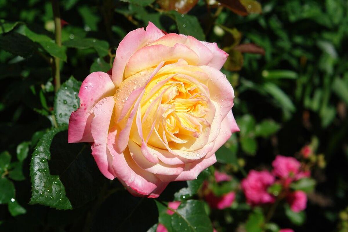 فیزیکدانان راز شکل گل‌های رز را فاش کردند