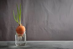 آموزش صفر تا صدی کاشت پیاز در گلدان