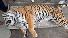 تلف شدن یک قلاده ببر در مازندران