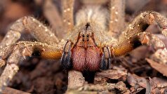 عنکبوت موز برزیلی به درمان اختلال نعوظ کمک می‌کند