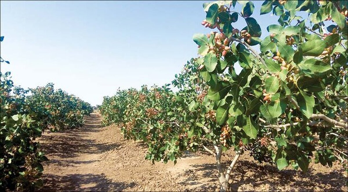 صادرات ۳۹۳میلیون دلاری محصولات کشاورزی خراسان رضوی