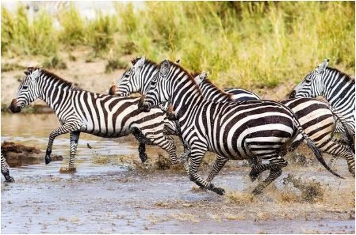 چرا از گورخر‌ها مانند خر‌ها استفاده نمی‌کنیم؟