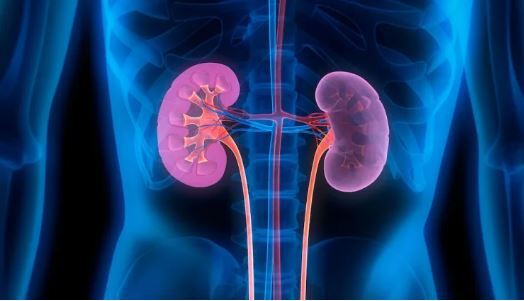 آیا به وجود آمدن کیست کورتیکال در کلیه نگران کننده است؟ آیا به وجود آمدن کیست کورتیکال در کلیه نگران کننده است؟