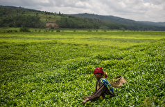 طرح مصر در خاک سودان برای تأمین غذا برای مصری‌ها