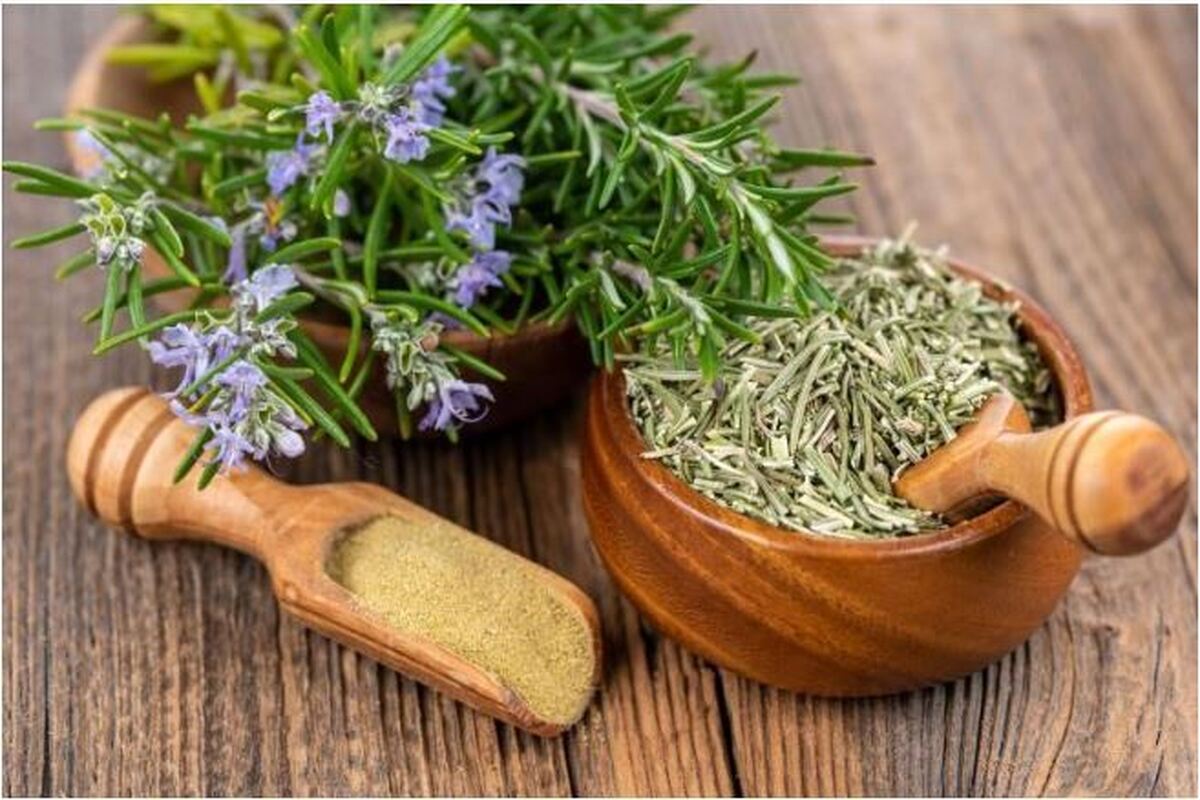 بررسی تاثیر مثبت یا منفی «رزماری» بر بهبود جای زخم