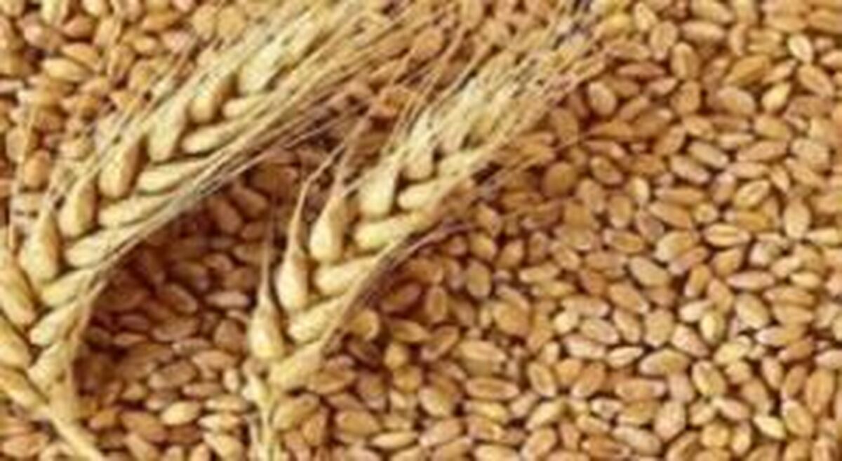 شروع کشت گندم پاییزه با استقبال گسترده کشاورزان