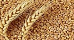 شروع کشت گندم پاییزه با استقبال گسترده کشاورزان