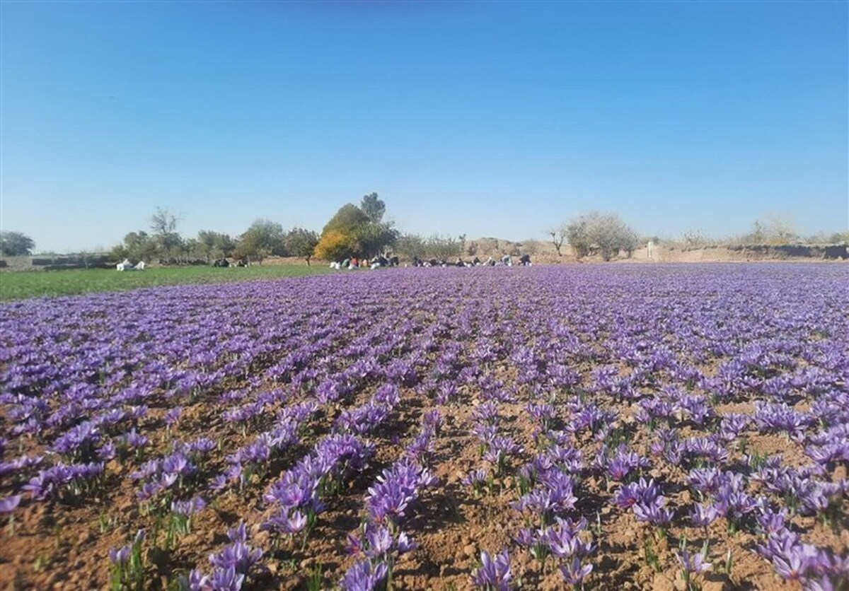 آغاز برداشت طلای سرخ در مه‌ولات/۳ هزار کیلومتر سطح زیر کشت زعفران