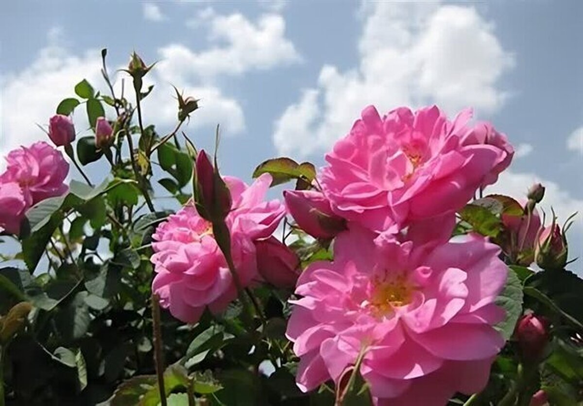 رُز طائف عربستان ثبت شد، اما عطر گل محمدی ایران بی‌رقیب ماند