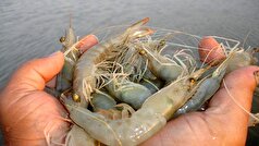 رشد ۱۵۳ درصدی تولید بچه‌میگو در استان سیستان و بلوچستان؛ تقویت نظارت‌های بهداشتی و آزمایشگاهی در مراکز تکثیر