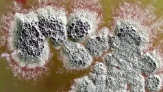 کشفی جدید در مقابله با مقاومت آنتی‌بیوتیکی!