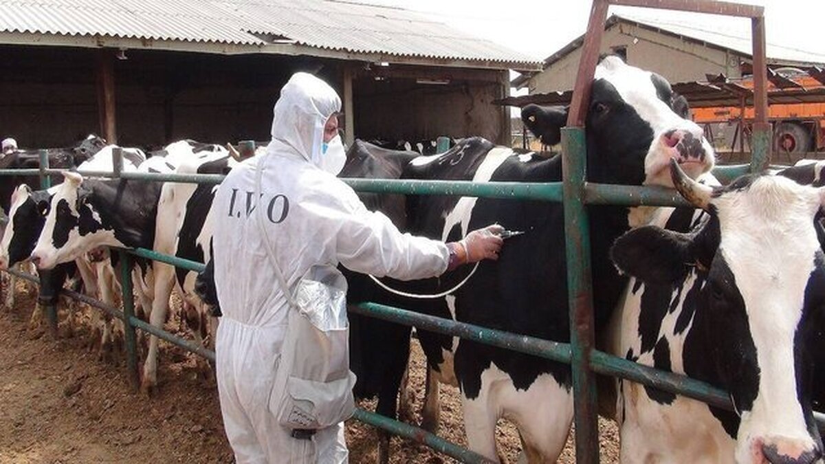 مدیرکل دامپزشکی البرز: تب برفکی در استان تحت کنترل است