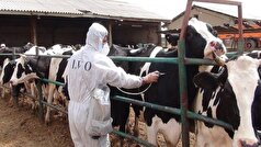 مدیرکل دامپزشکی البرز: تب برفکی در استان تحت کنترل است